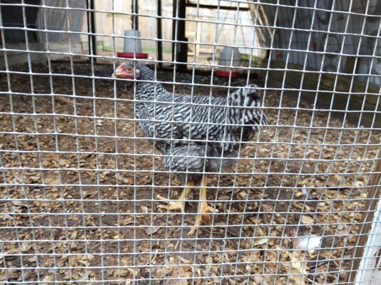 New barred rock 3.jpg