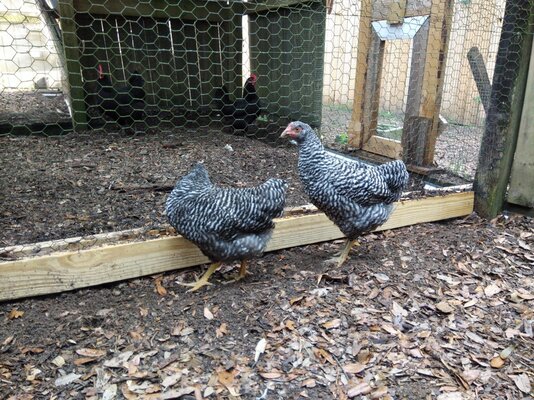 New barred rock 1 & 2.jpg