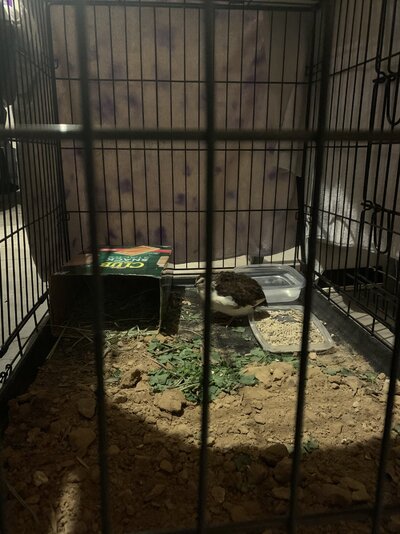 The Strange Occurrence of My Only Tame Quail