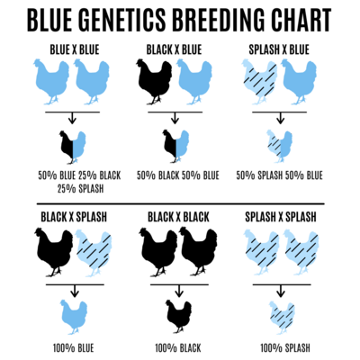 Blue Gene Breeding Chart.png