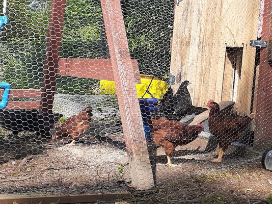 hensorroosters.jpg