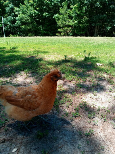 unknown breed hen.jpg