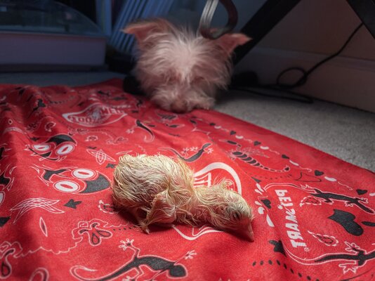 A454307F-D939-4260-8B00-989AD4808DCA.jpeg