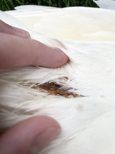 Duck Cut #2.jpg