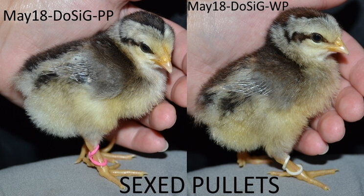 apr 18 dorking pullets.jpg