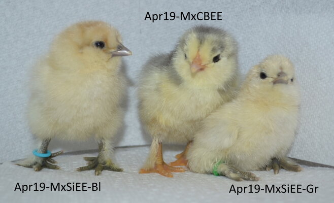 Apr 19 EE mixes.jpg