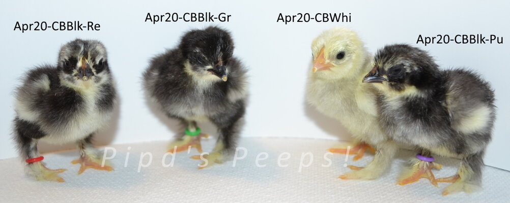 Apr 20 silkied cochins.jpg