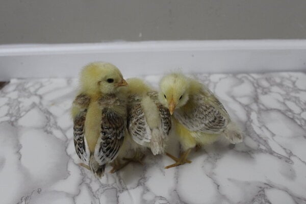 Wheaten Ameraucana chick Sex