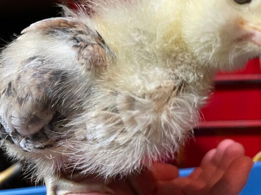 Sexing Wheaten Ameraucana Chicks Backyard Chickens Learn How To Raise Chickens