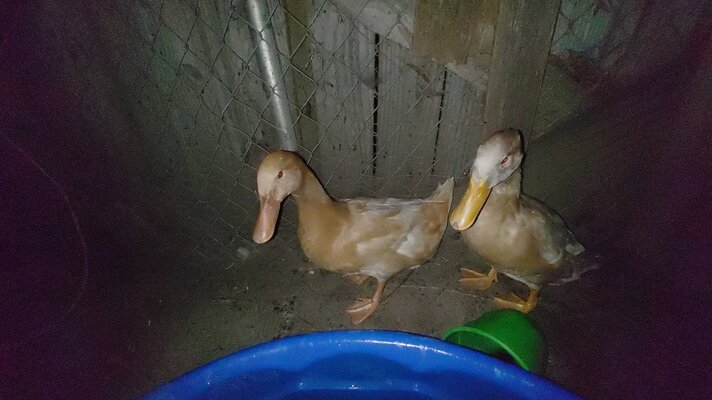 Please help!  what kind of ducks are these?