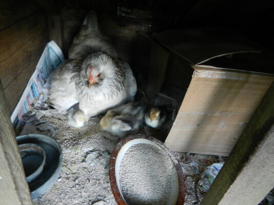 Conchita with chicks 5.JPG