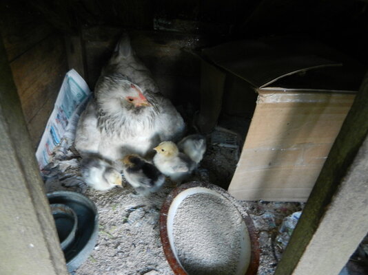 Conchita with chicks4.JPG