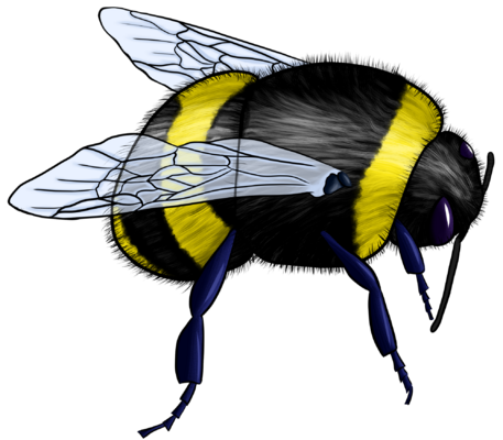 bumblebee.png