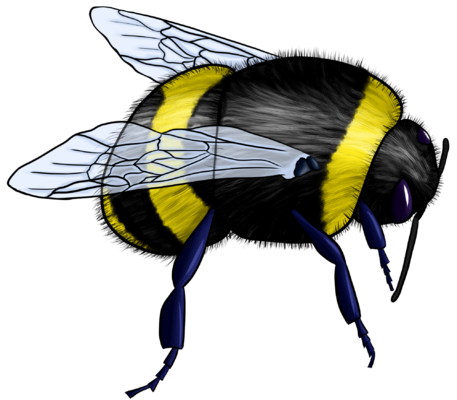 bumblebee.png