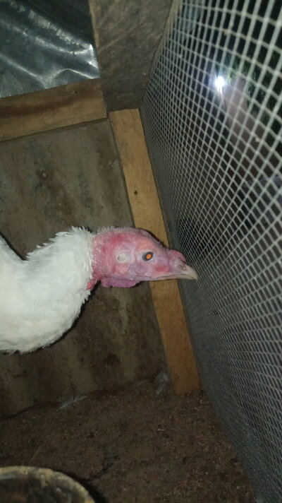 IMG-20210620-WA0035.jpeg
