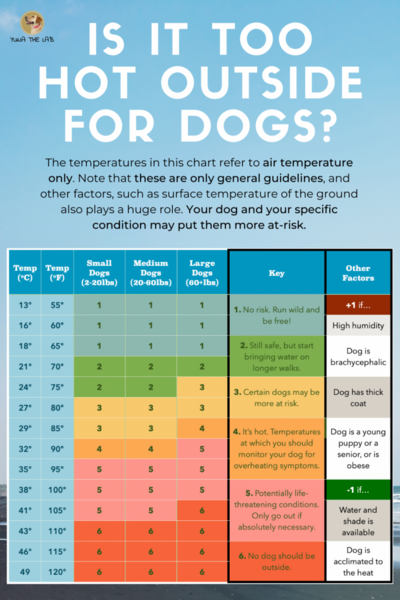 2020-05-23-LR-Is-It-Too-Hot-Outside-For-Dogs-683x1024.png
