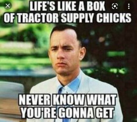 TSCForrestgump.jpg