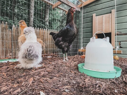 chickens2.jpg