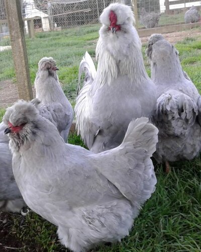 Lavender Araucana.jpg