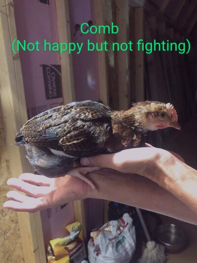 received_2982998901968187~2.jpeg