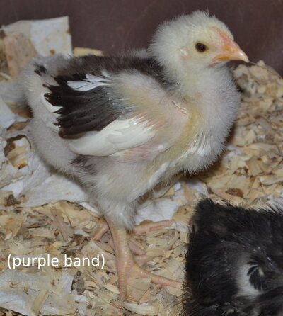 Chocolate Mottled purple band.jpg Chocolate Mottled purple band.jpg