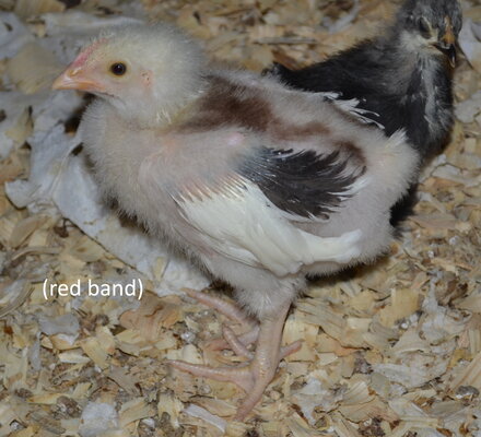 Chocolate Mottled red band.jpg Chocolate Mottled red band.jpg