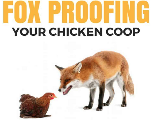 how to keep fox away from your flock