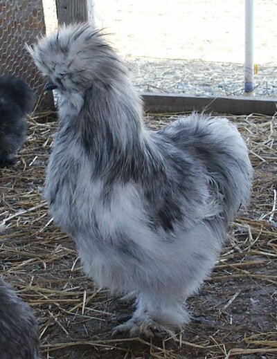 blue-silkie-rooster.jpg