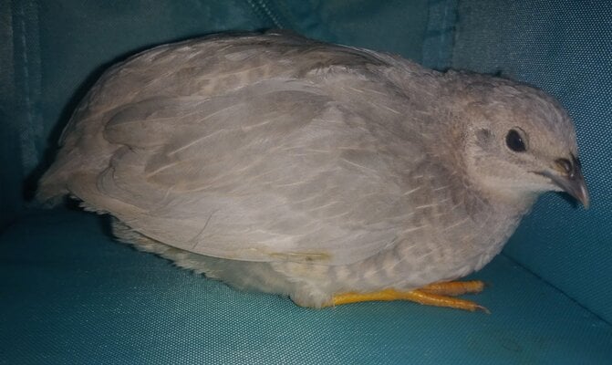 SilverPearlHen1.jpg