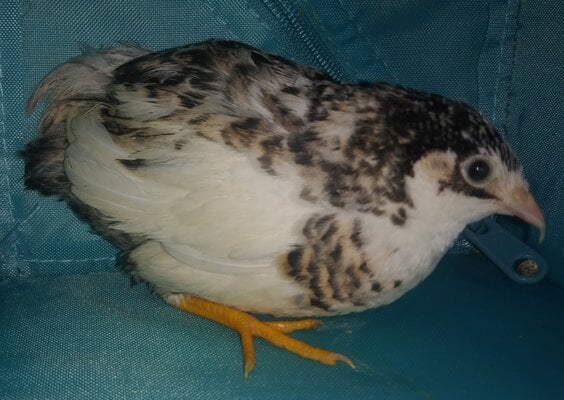 RedbreastFemale.jpg