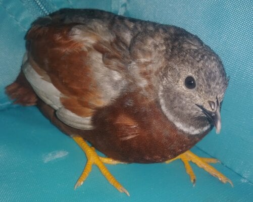 RedbreastMale2.jpg