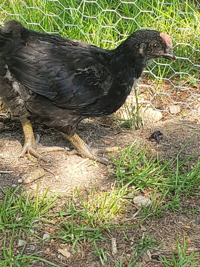 Roo #1 breed unknown  but no tail.jpg