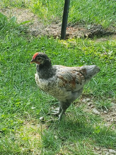 Roo #2 splash laced red wyandotte maybe...jpg