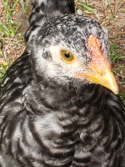 Suspected roo #3 close up.jpg