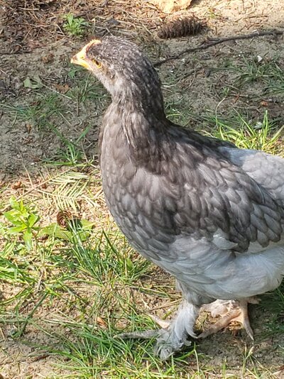 Hairy legs brahma  maybe.jpg
