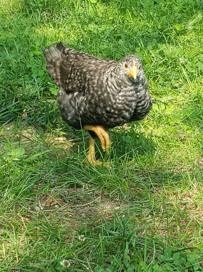 Barred rock Plymouth  maybe.jpg
