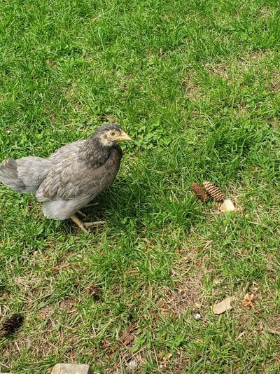 Our smallest  pullet.jpg