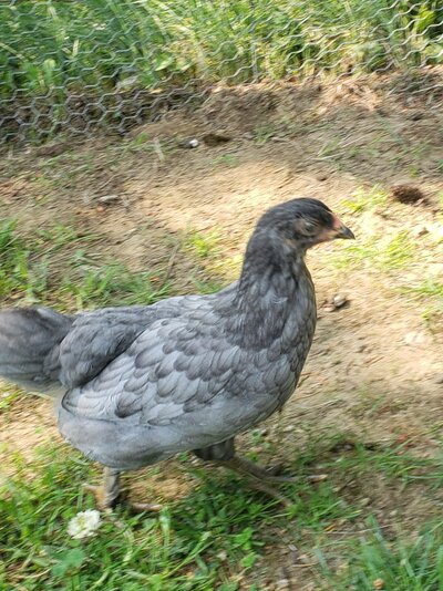 Grey pullet.jpg