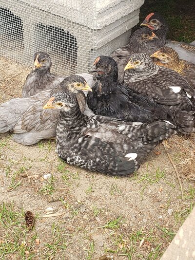 Group picture.jpg