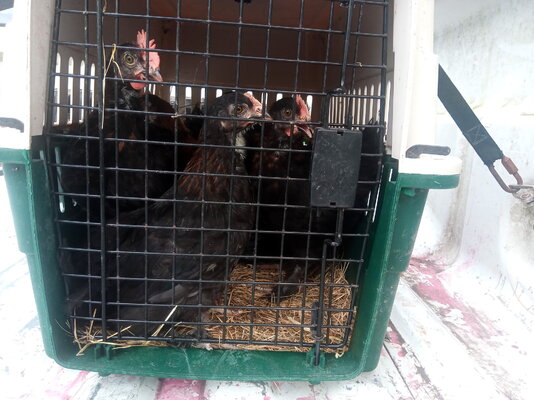 in the carrier.jpg