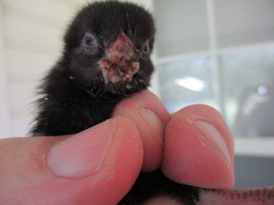 beak 002.JPG beak 002.JPG