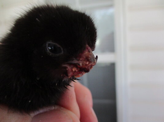 beak 001.JPG beak 001.JPG