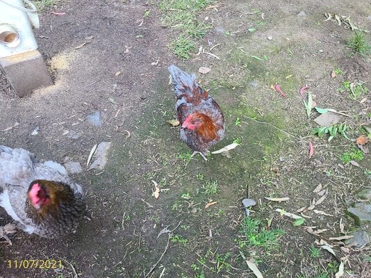 IMG_ 20210711_164953.jpg