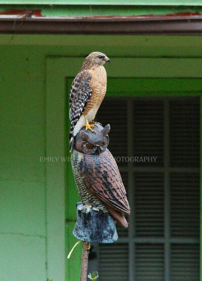 hawk-vs-owl-blog-image-1.jpg
