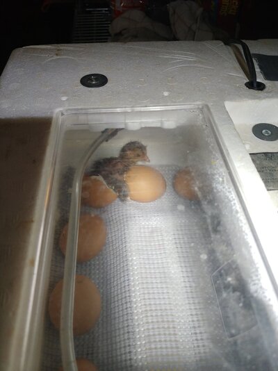 1st Baby Chick.jpg