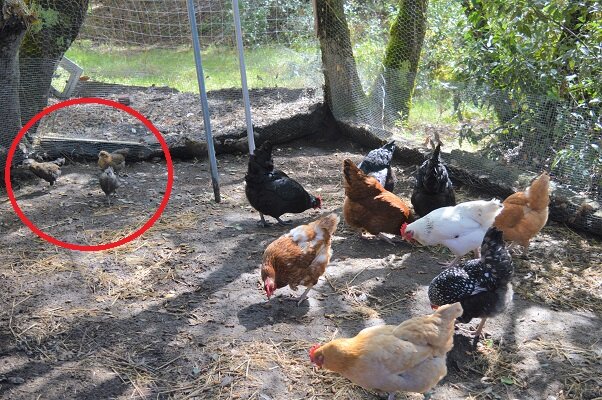 baby eggers with flock now.jpg