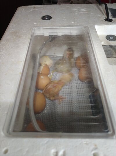 2nd Baby Chick.jpg