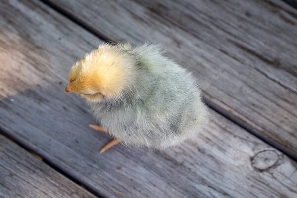 Chick1a.jpg