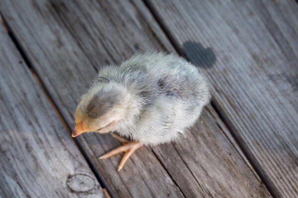 Chick2a.jpg