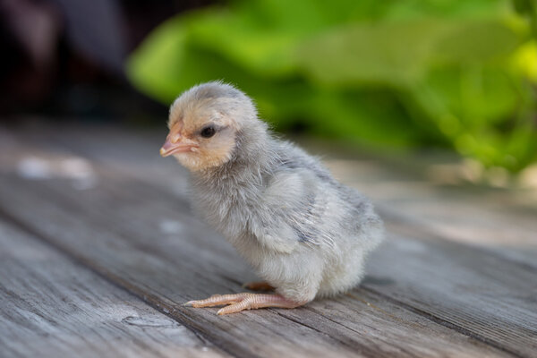 Chick2b.jpg